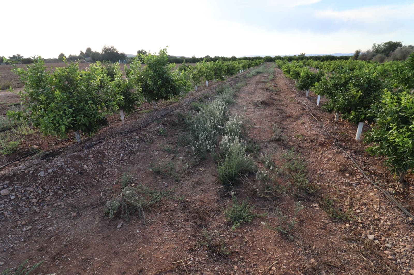 Terre non Aménagée à vendre à Vinaros - 60 000 € (Ref: 10059164)