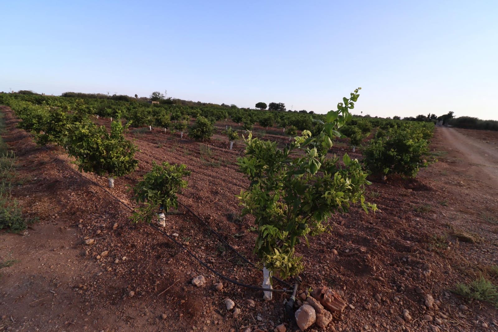 Terre non Aménagée à vendre à Vinaros - 60 000 € (Ref: 10059164)