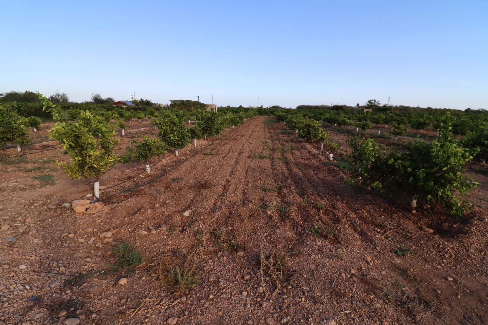 Terre non Aménagée à vendre à Vinaros - 60 000 € (Ref: 10059164)