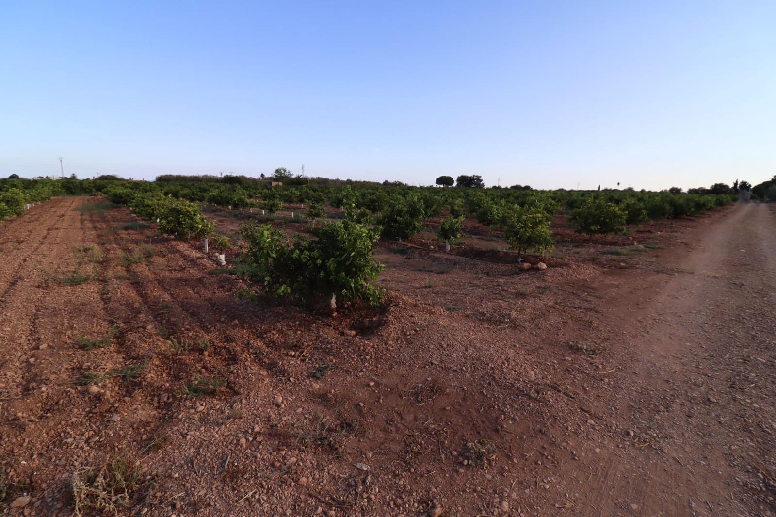 Terre non Aménagée à vendre à Vinaros - 60 000 € (Ref: 10059164)