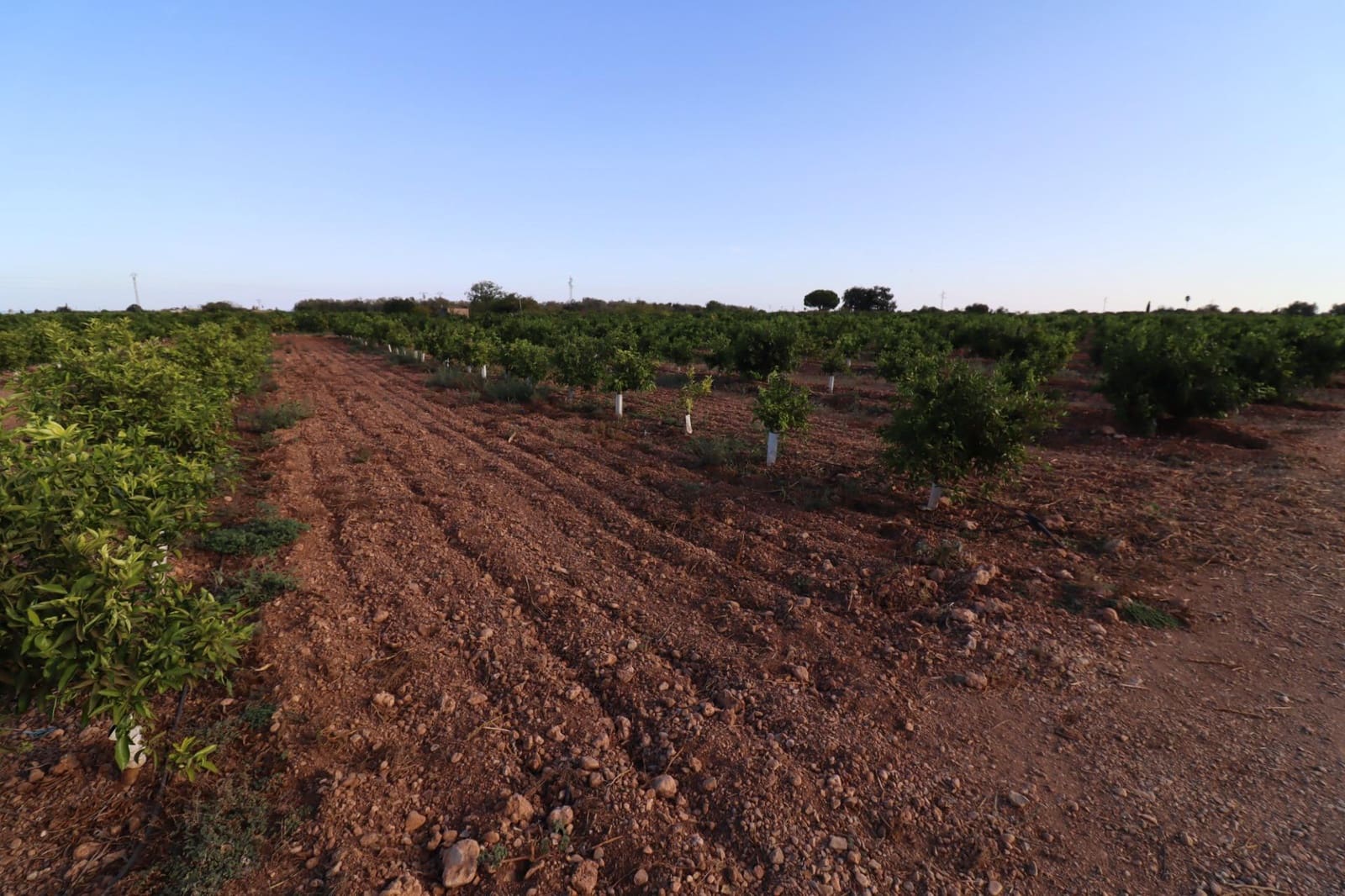 Terre non Aménagée à vendre à Vinaros - 60 000 € (Ref: 10059164)
