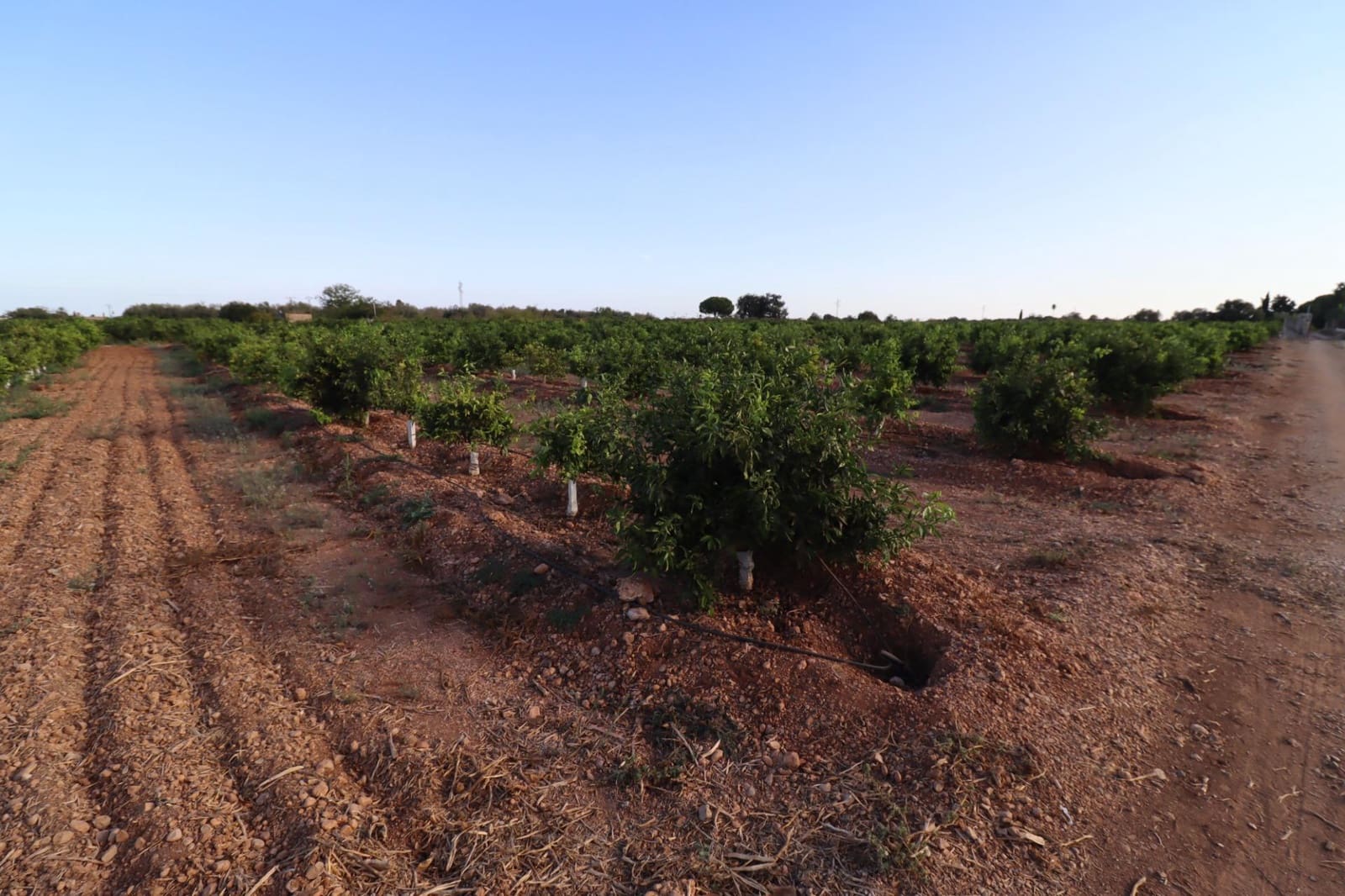 Terre non Aménagée à vendre à Vinaros - 60 000 € (Ref: 10059164)