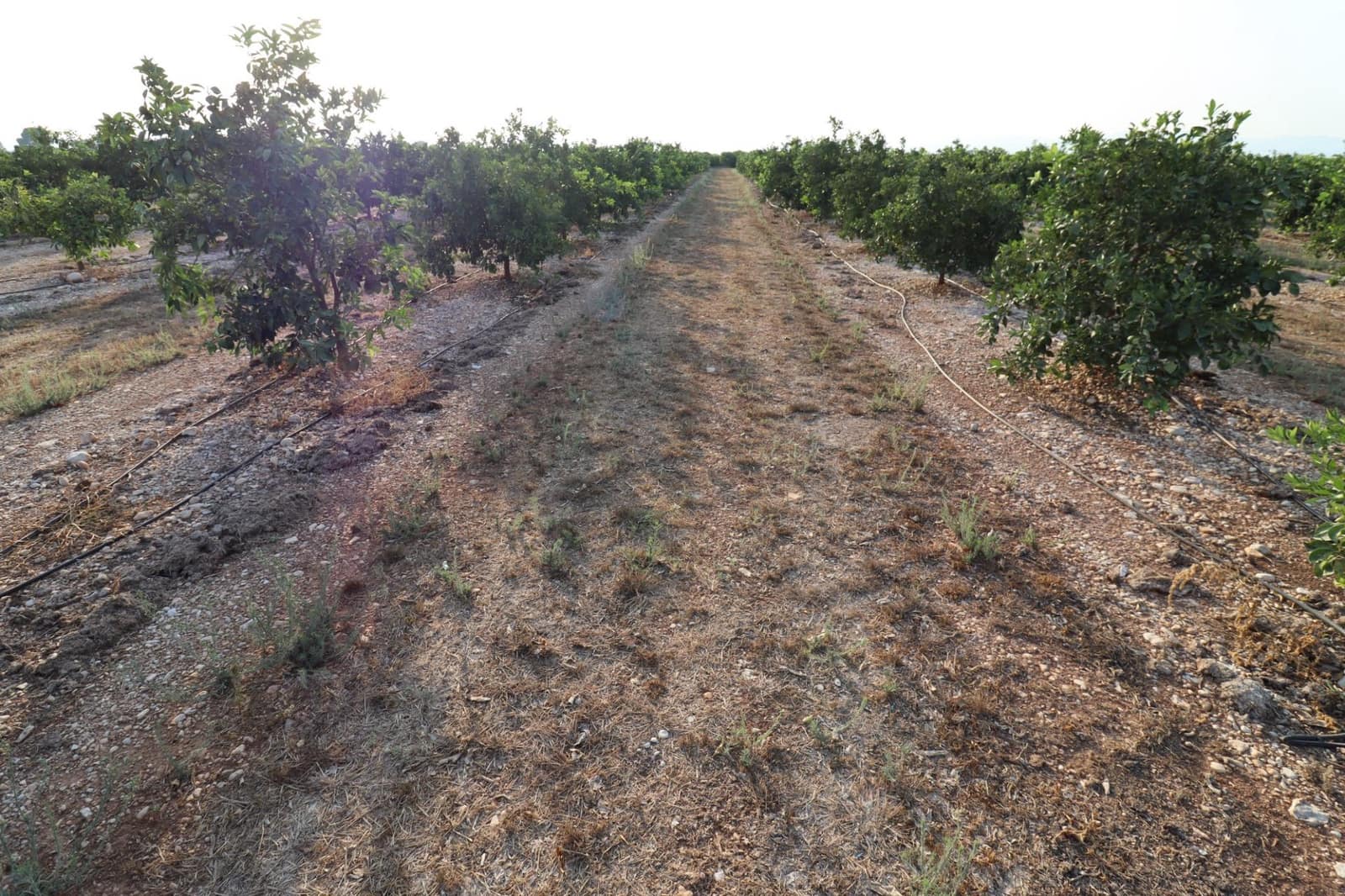 Terre non Aménagée à vendre à Vinaros - 60 000 € (Ref: 10059164)