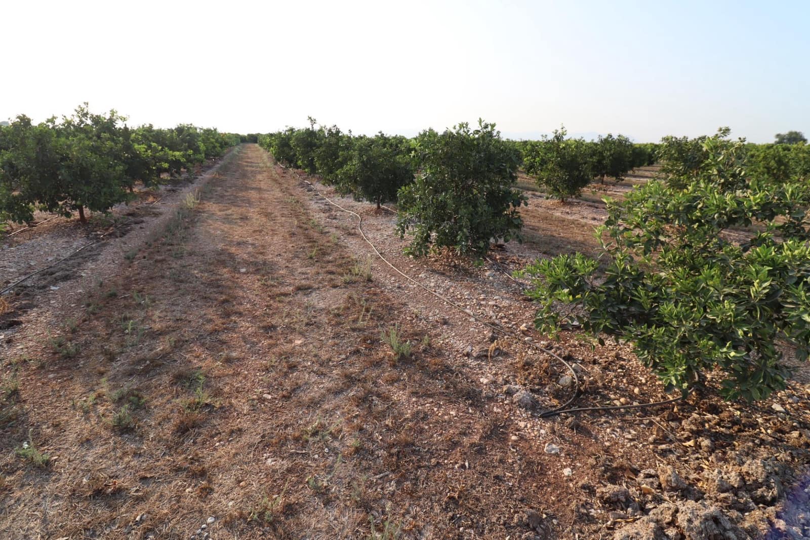 Terre non Aménagée à vendre à Vinaros - 60 000 € (Ref: 10059164)