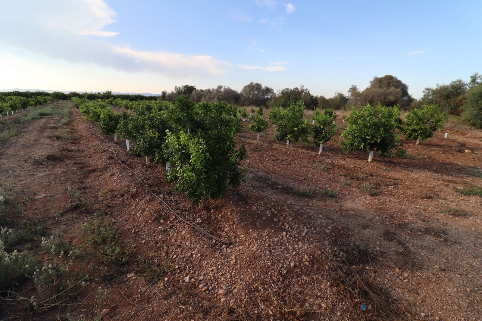 Terre non Aménagée à vendre à Vinaros - 60 000 € (Ref: 10059164)