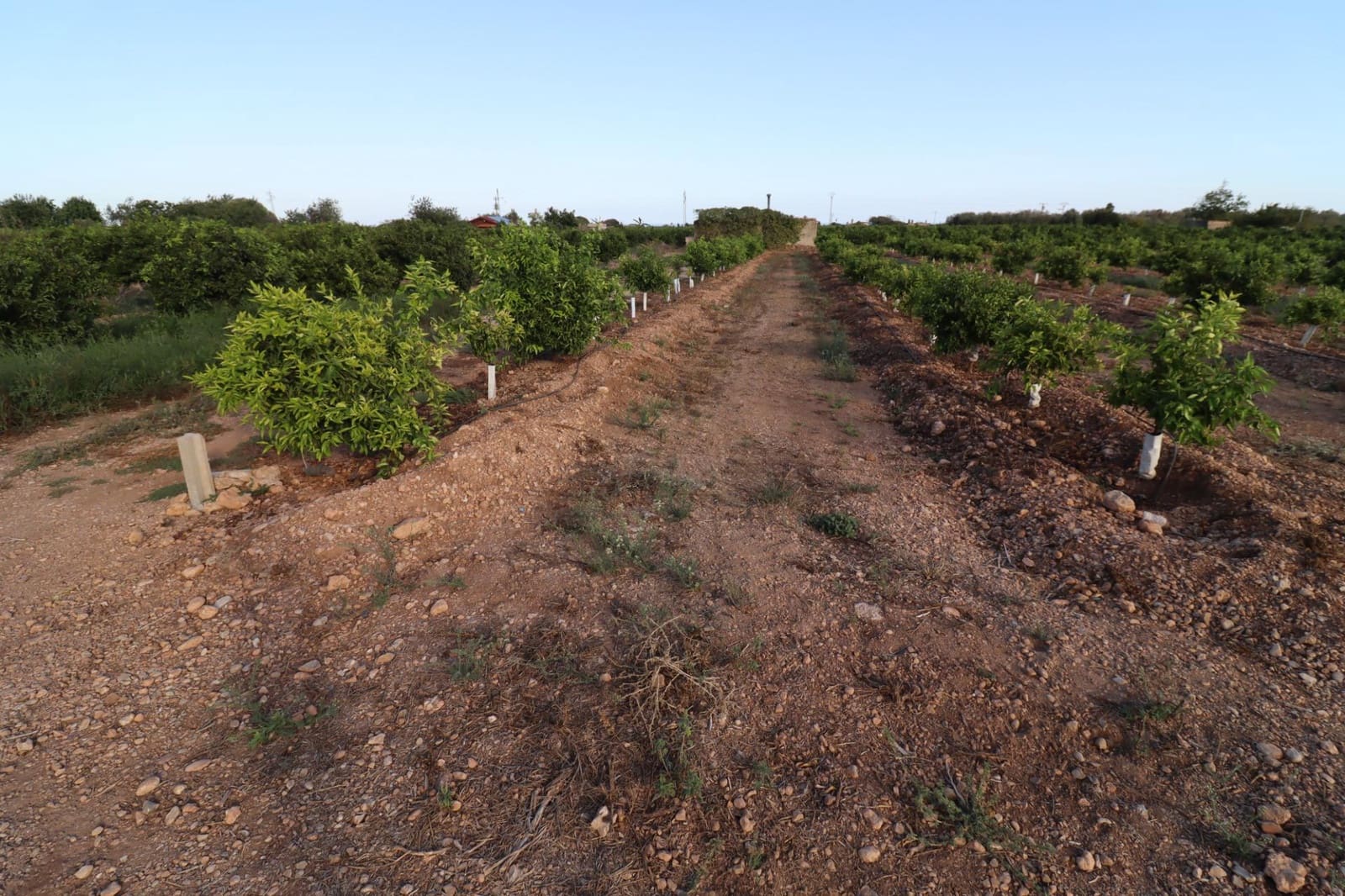 Terre non Aménagée à vendre à Vinaros - 60 000 € (Ref: 10059164)