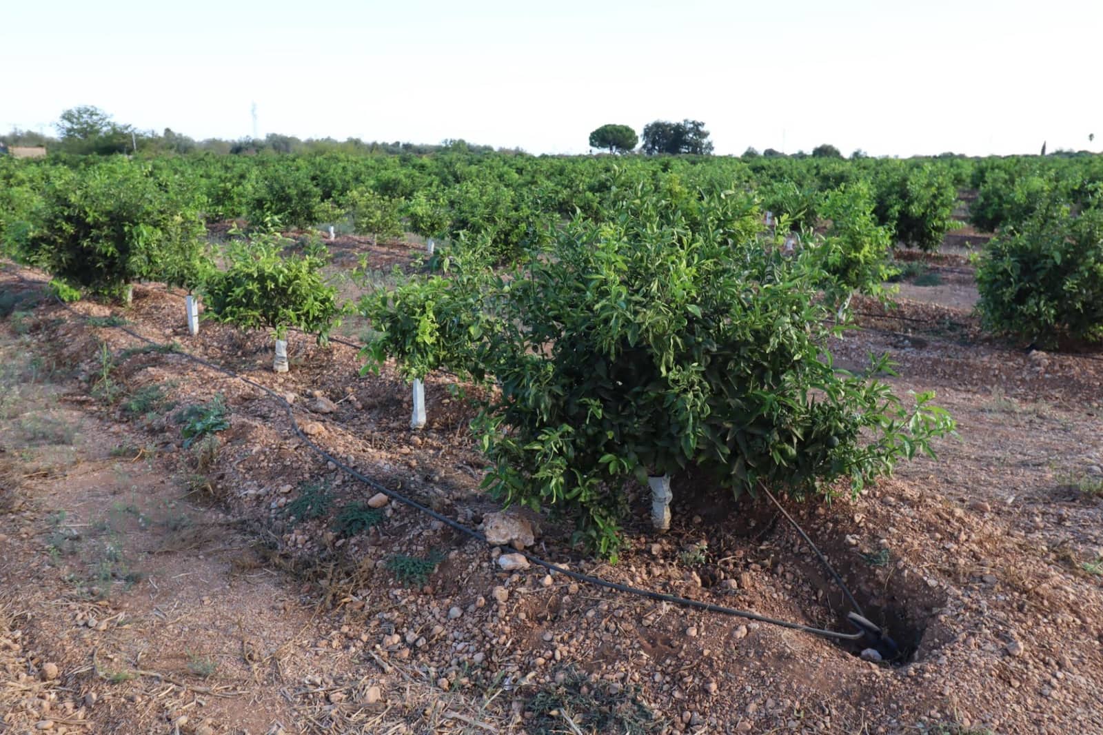 Terre non Aménagée à vendre à Vinaros - 60 000 € (Ref: 10059164)
