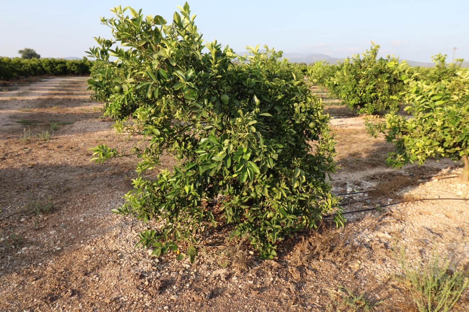Terre non Aménagée à vendre à Vinaros - 60 000 € (Ref: 10059164)