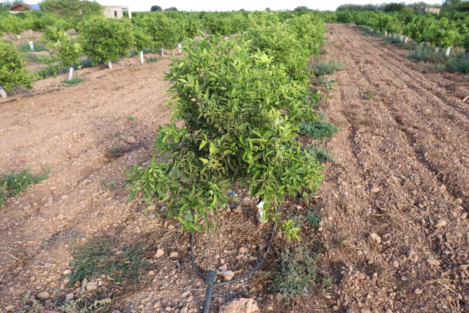 Terre non Aménagée à vendre à Vinaros - 60 000 € (Ref: 10059164)