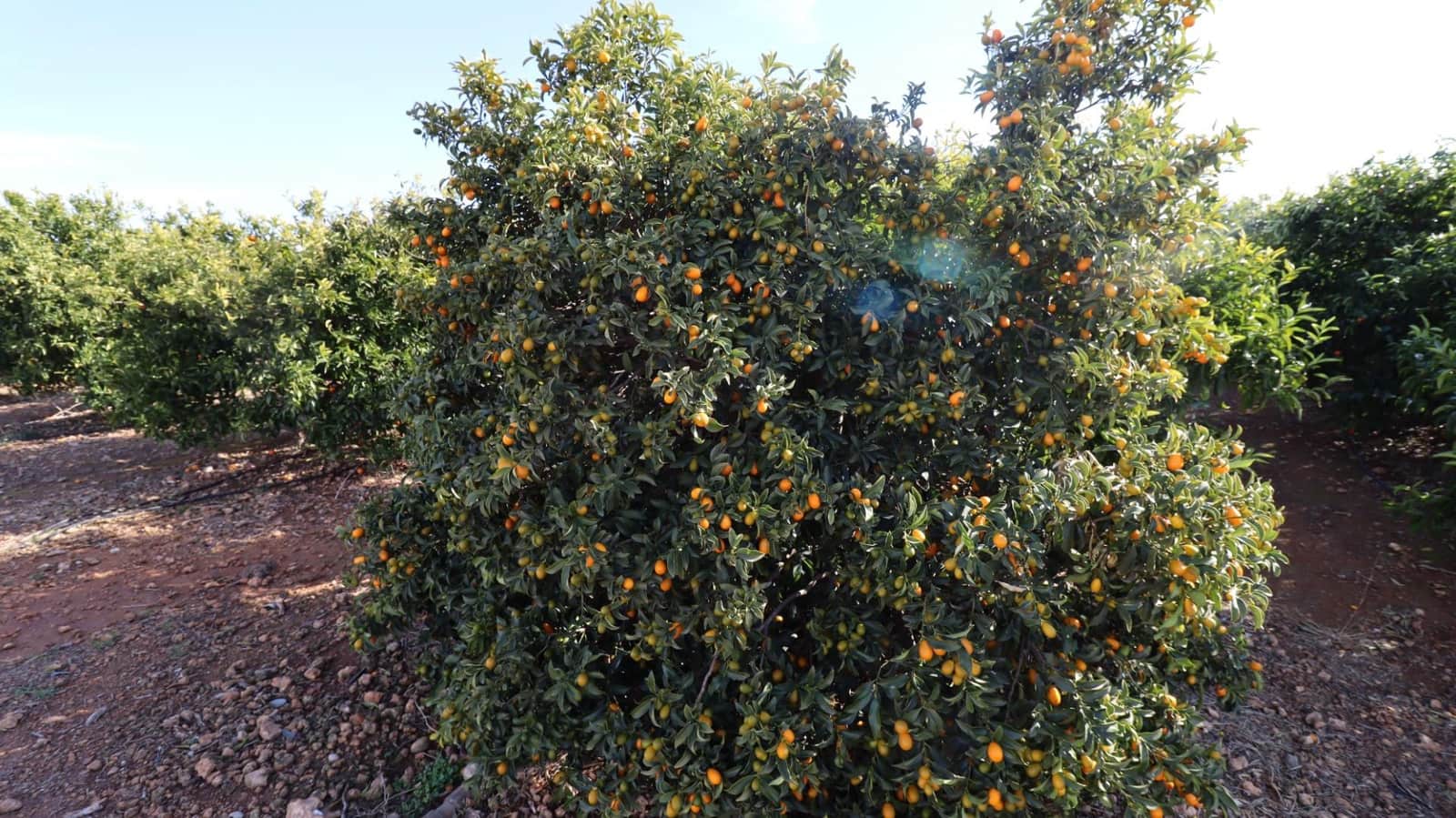 Grunde uden byggetilladelser til salg i Vinaros - € 26.600 (Ref: 8046426)