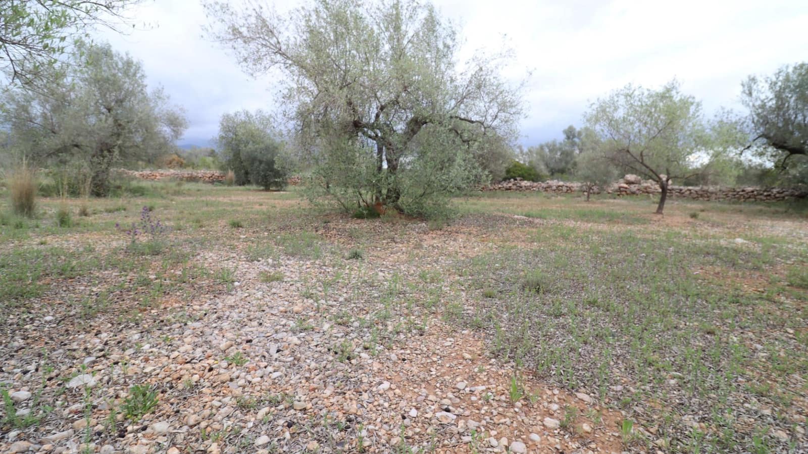 Grunde uden byggetilladelser til salg i Ulldecona - € 12.900 (Ref: 8335332)