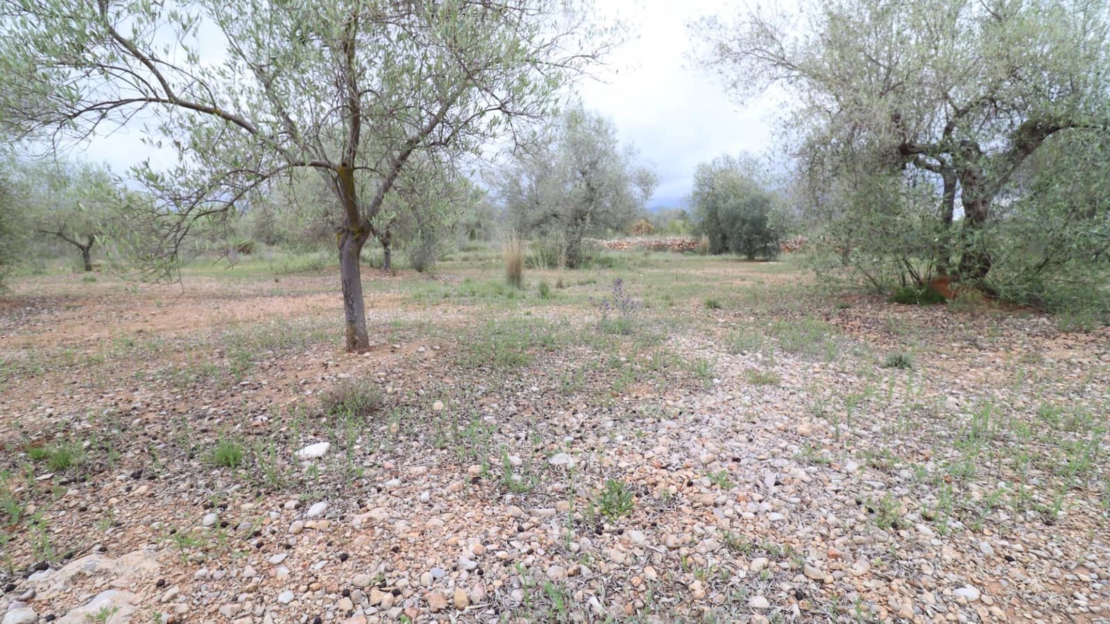 Grunde uden byggetilladelser til salg i Ulldecona - € 12.900 (Ref: 8335332)