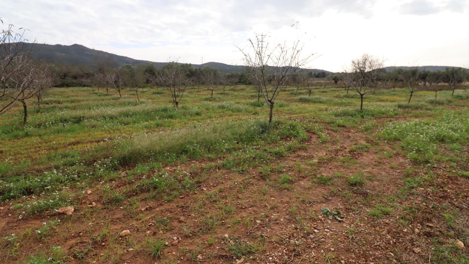 Ubebygd land til salgs i Ulldecona - € 45 000 (Ref: 8662507)