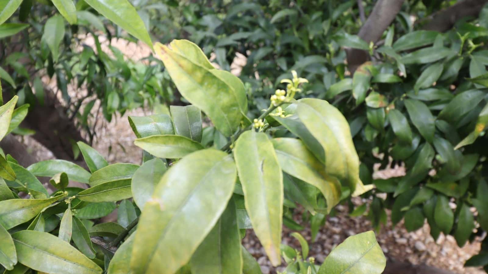 Grunde uden byggetilladelser til salg i San Rafael del Rio / Sant Rafael del Riu - € 342.000 (Ref: 8869625)