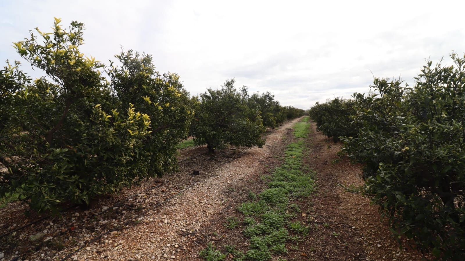 Grunde uden byggetilladelser til salg i San Rafael del Rio / Sant Rafael del Riu - € 342.000 (Ref: 8869625)