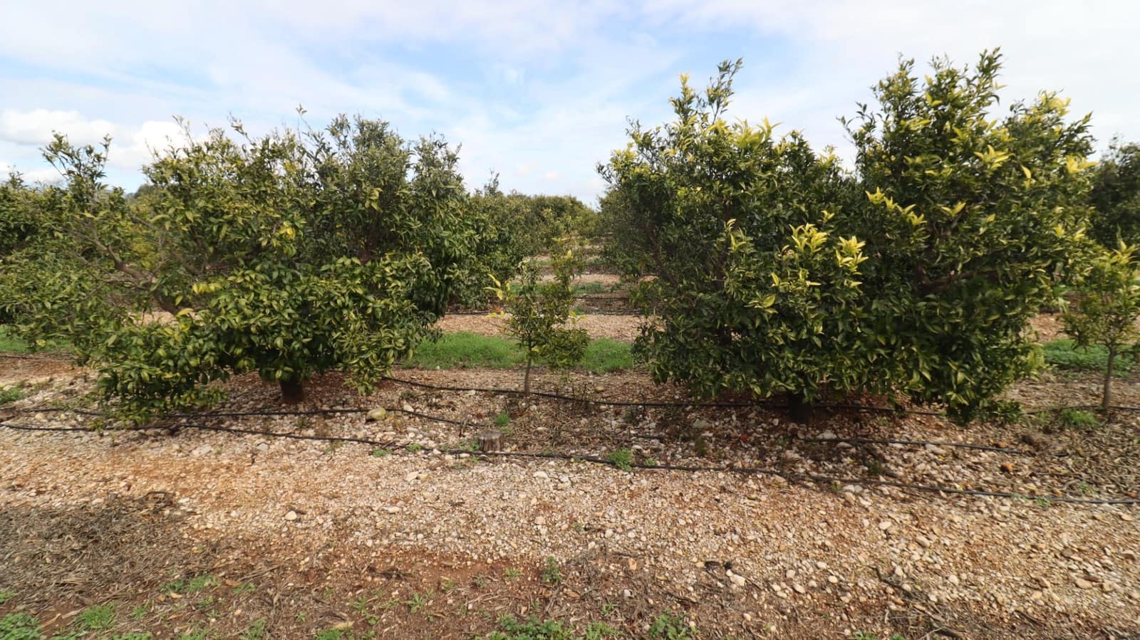 Grunde uden byggetilladelser til salg i San Rafael del Rio / Sant Rafael del Riu - € 342.000 (Ref: 8869625)