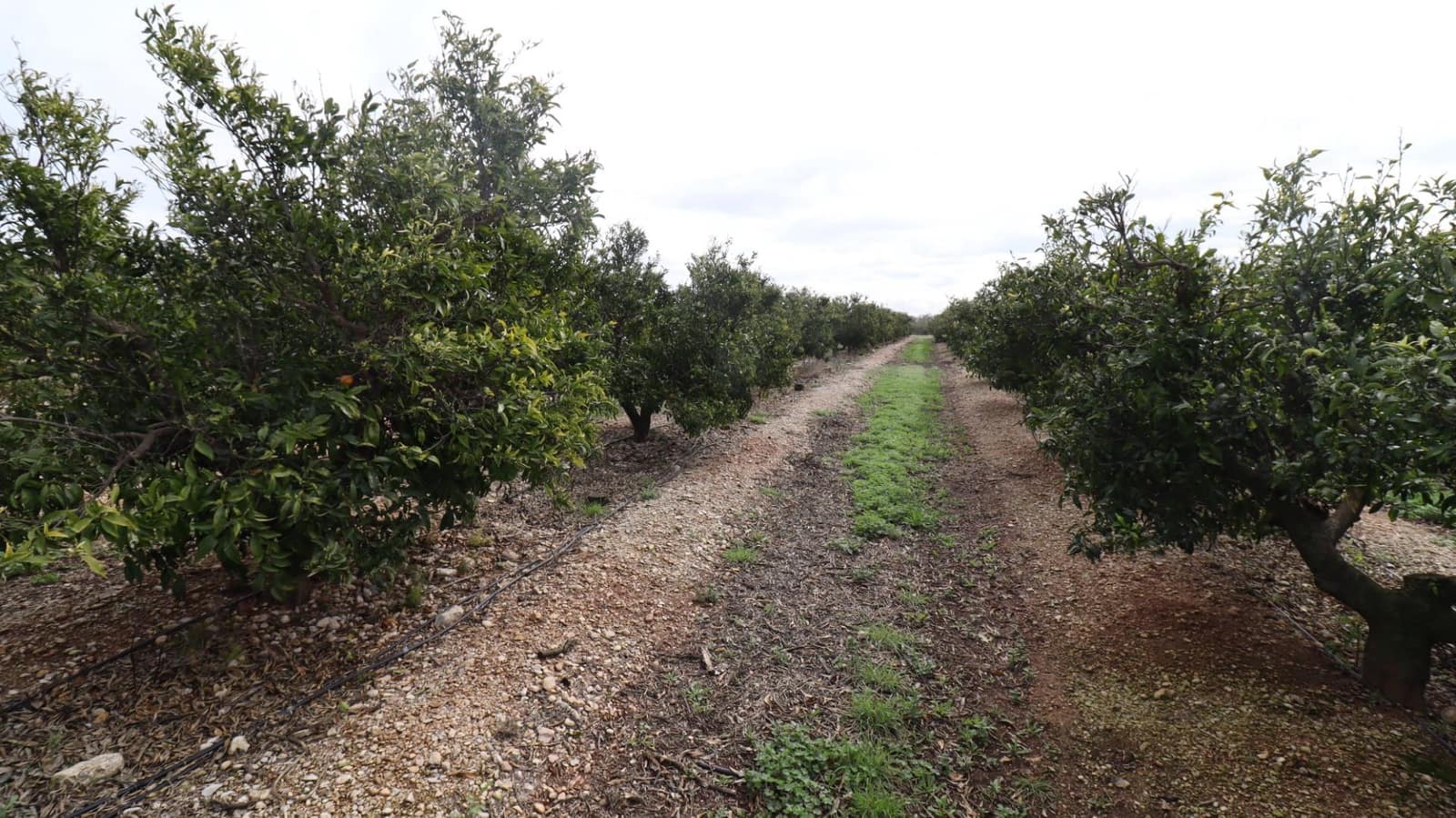 Grunde uden byggetilladelser til salg i San Rafael del Rio / Sant Rafael del Riu - € 342.000 (Ref: 8869625)