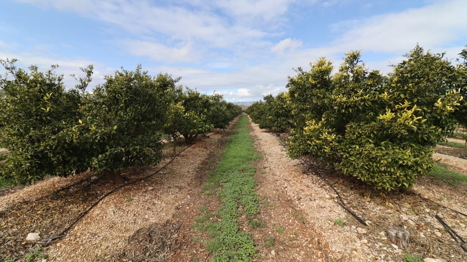 Grunde uden byggetilladelser til salg i San Rafael del Rio / Sant Rafael del Riu - € 342.000 (Ref: 8869625)