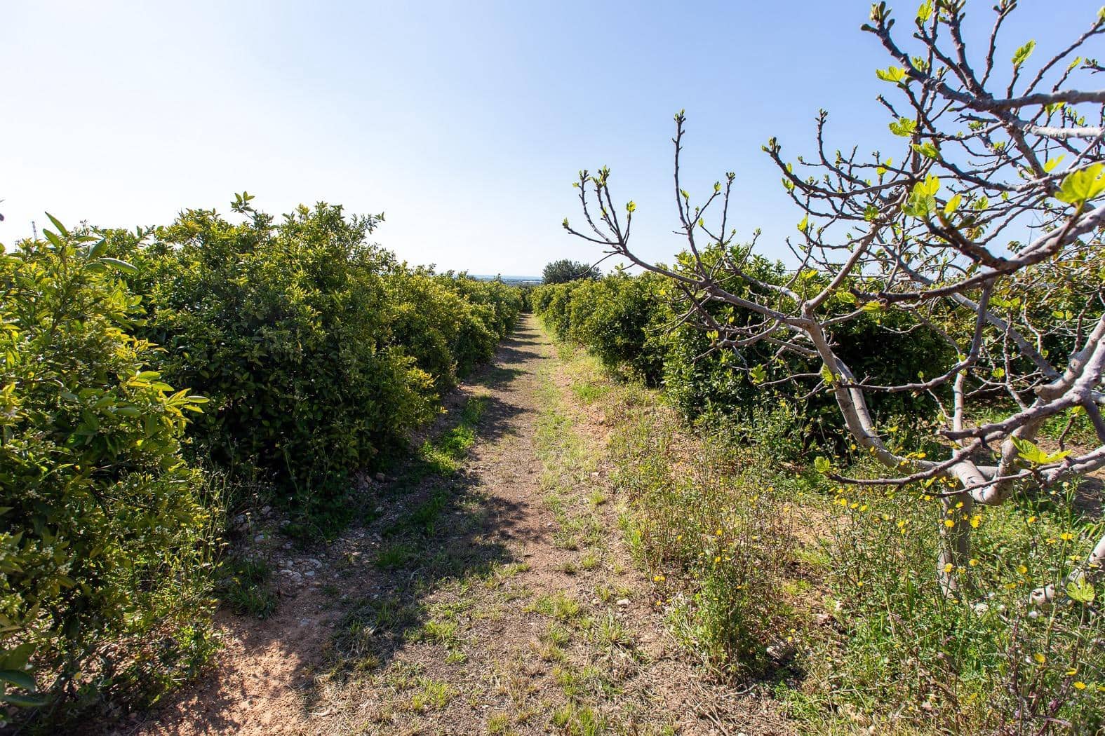 Grunde uden byggetilladelser til salg i Alcanar - € 147.500 (Ref: 8905469)