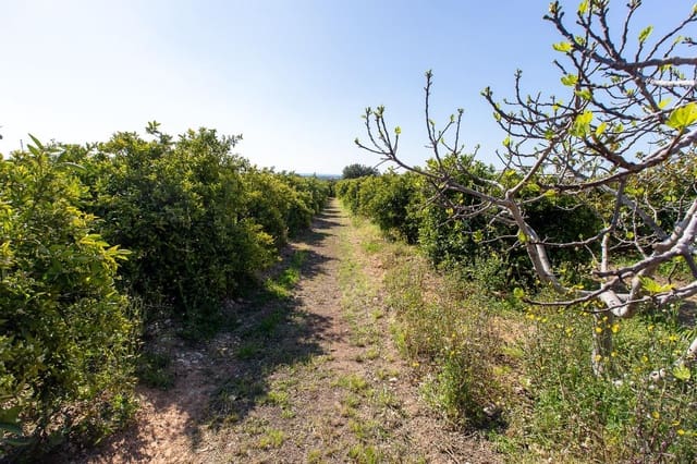 Undeveloped Land for sale in Alcanar - € 147,500 (Ref: 8905469)