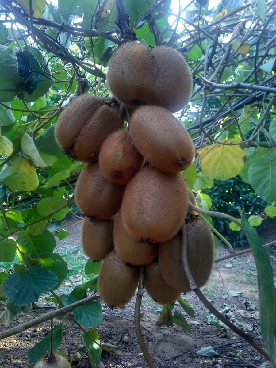 Grunde uden byggetilladelser til salg i Alcanar - € 147.500 (Ref: 8905469)