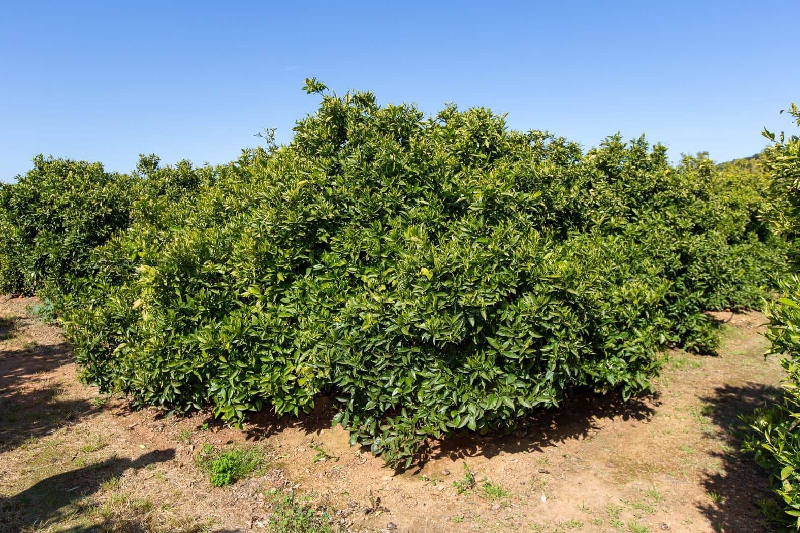 Grunde uden byggetilladelser til salg i Alcanar - € 147.500 (Ref: 8905469)