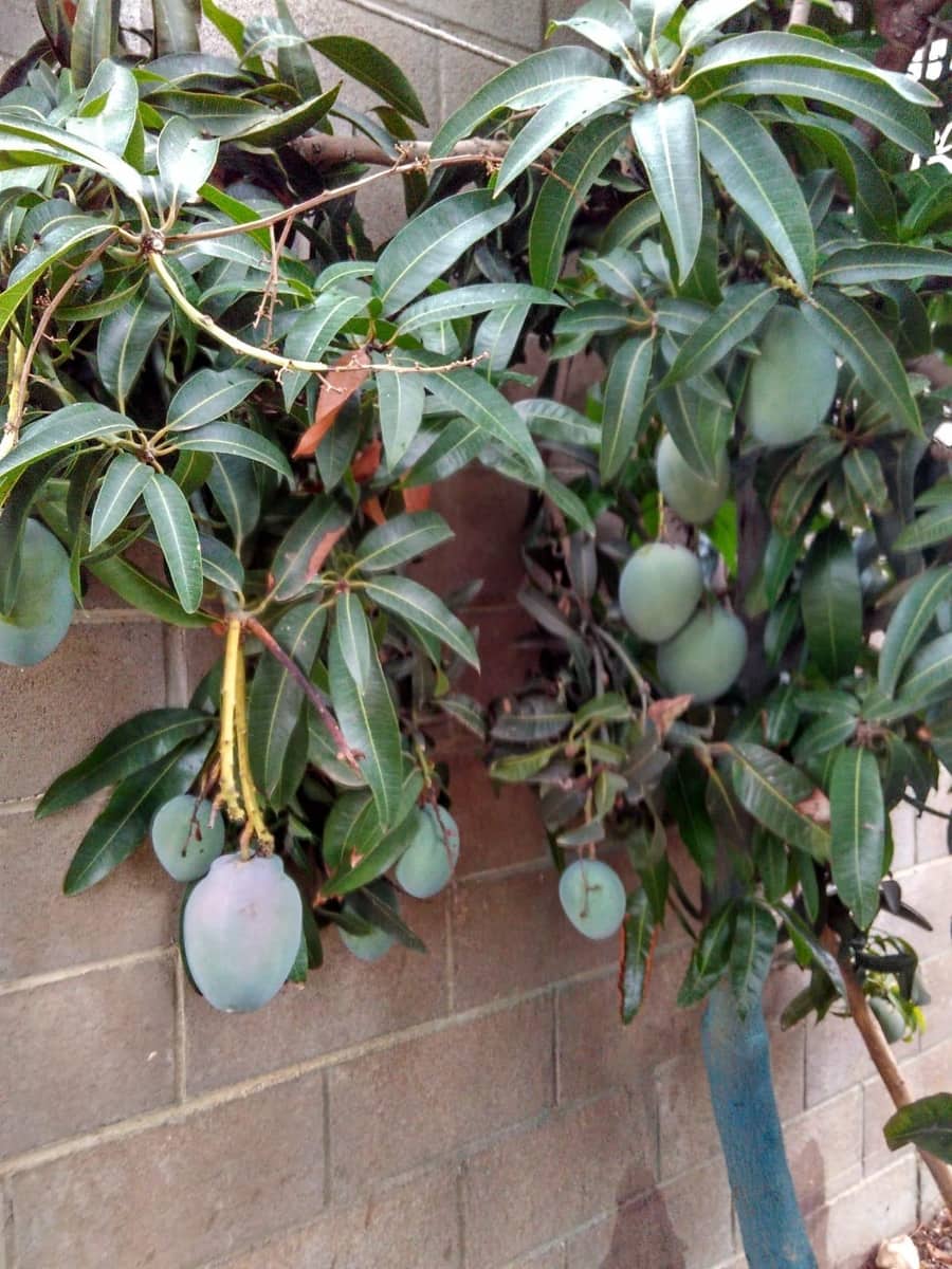 Grunde uden byggetilladelser til salg i Alcanar - € 147.500 (Ref: 8905469)