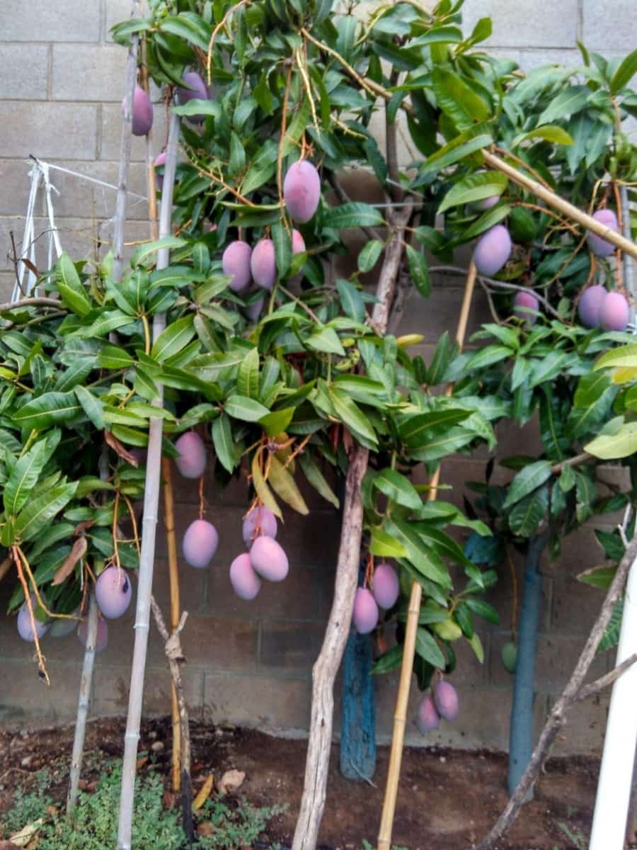 Grunde uden byggetilladelser til salg i Alcanar - € 147.500 (Ref: 8905469)