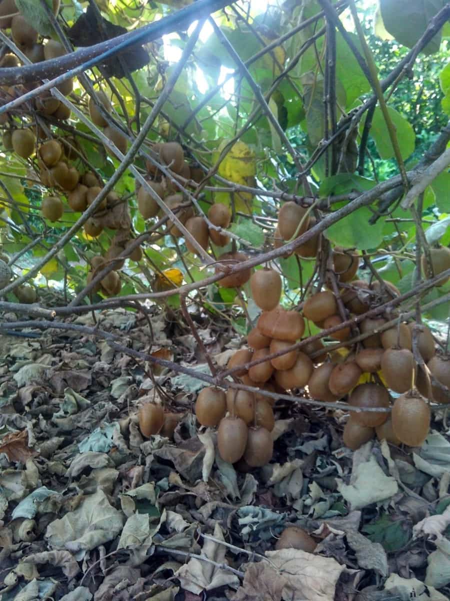 Grunde uden byggetilladelser til salg i Alcanar - € 147.500 (Ref: 8905469)