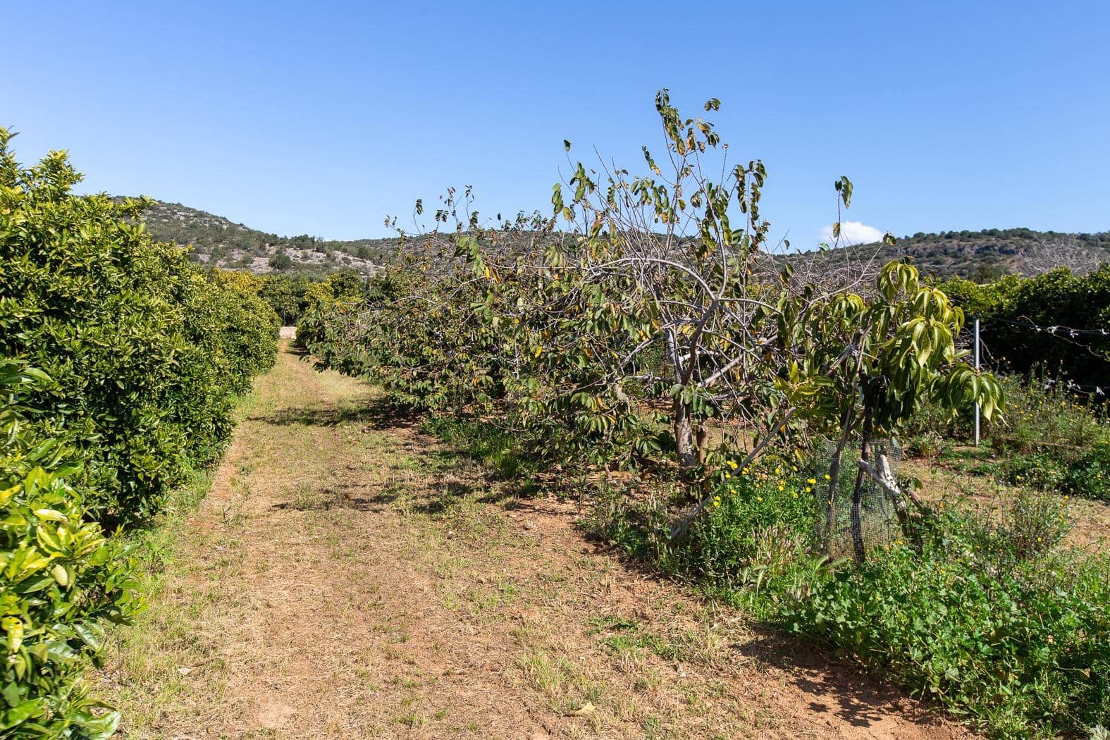 Grunde uden byggetilladelser til salg i Alcanar - € 147.500 (Ref: 8905469)