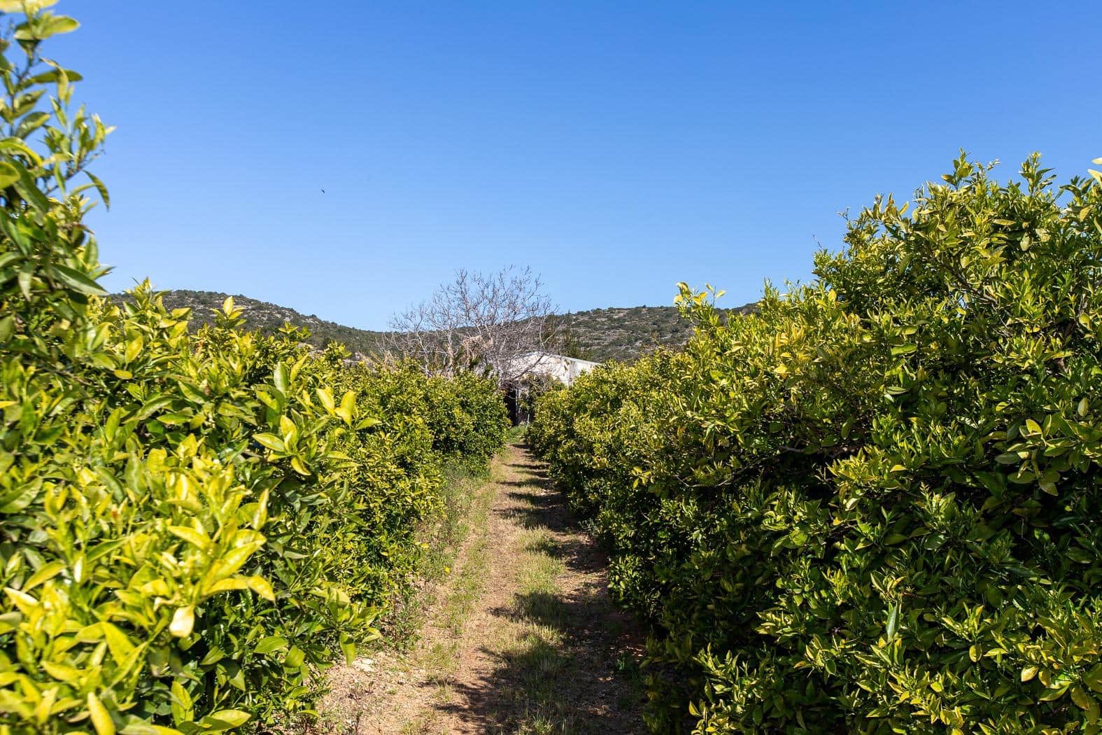 Grunde uden byggetilladelser til salg i Alcanar - € 147.500 (Ref: 8905469)