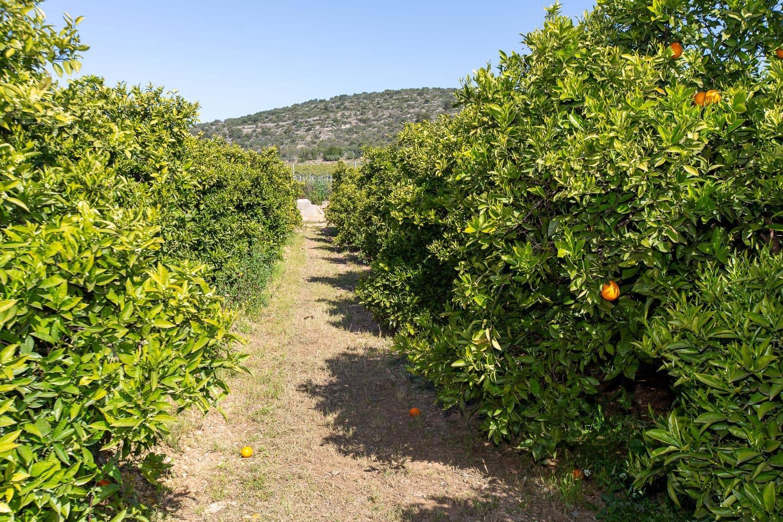 Grunde uden byggetilladelser til salg i Alcanar - € 147.500 (Ref: 8905469)