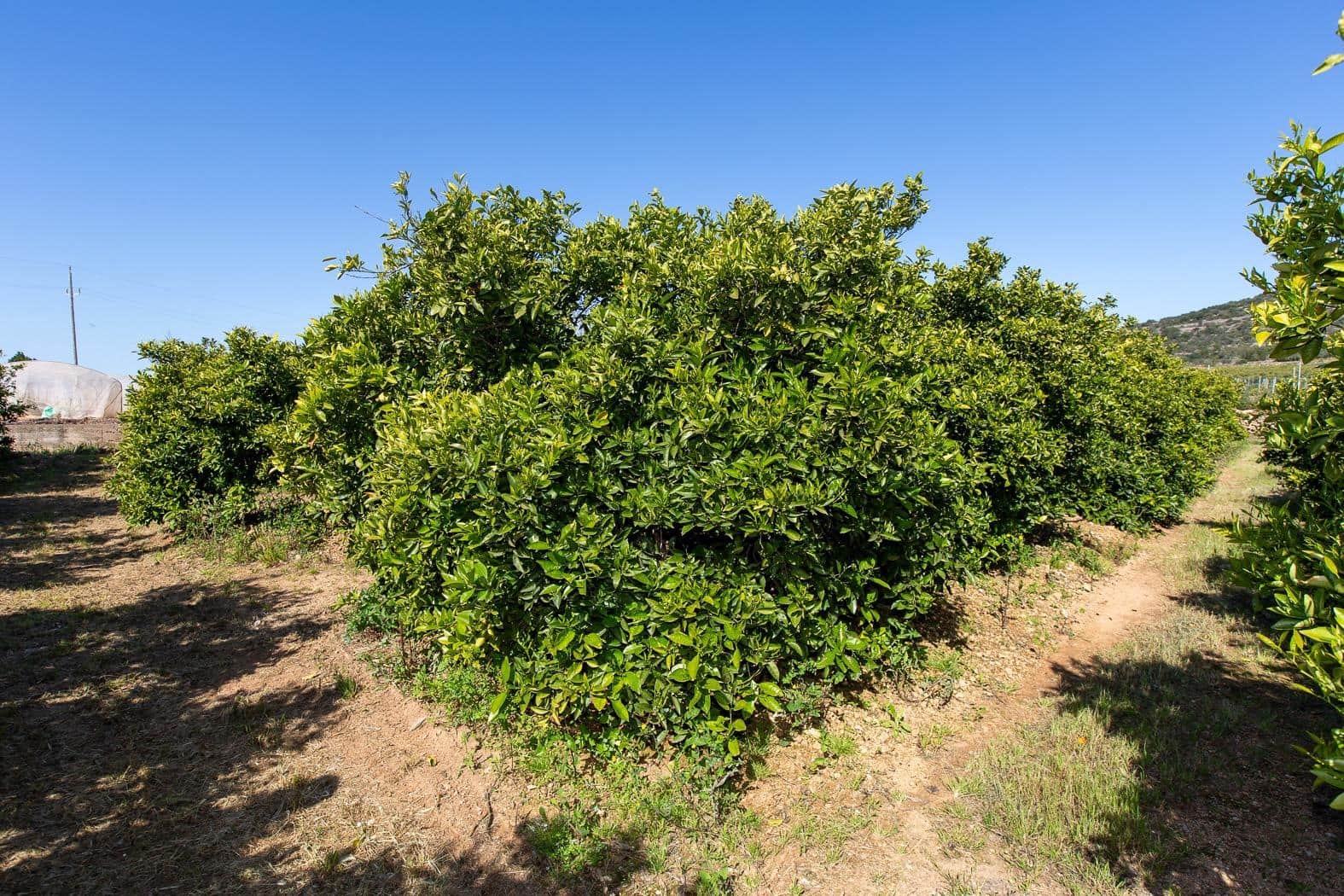 Grunde uden byggetilladelser til salg i Alcanar - € 147.500 (Ref: 8905469)