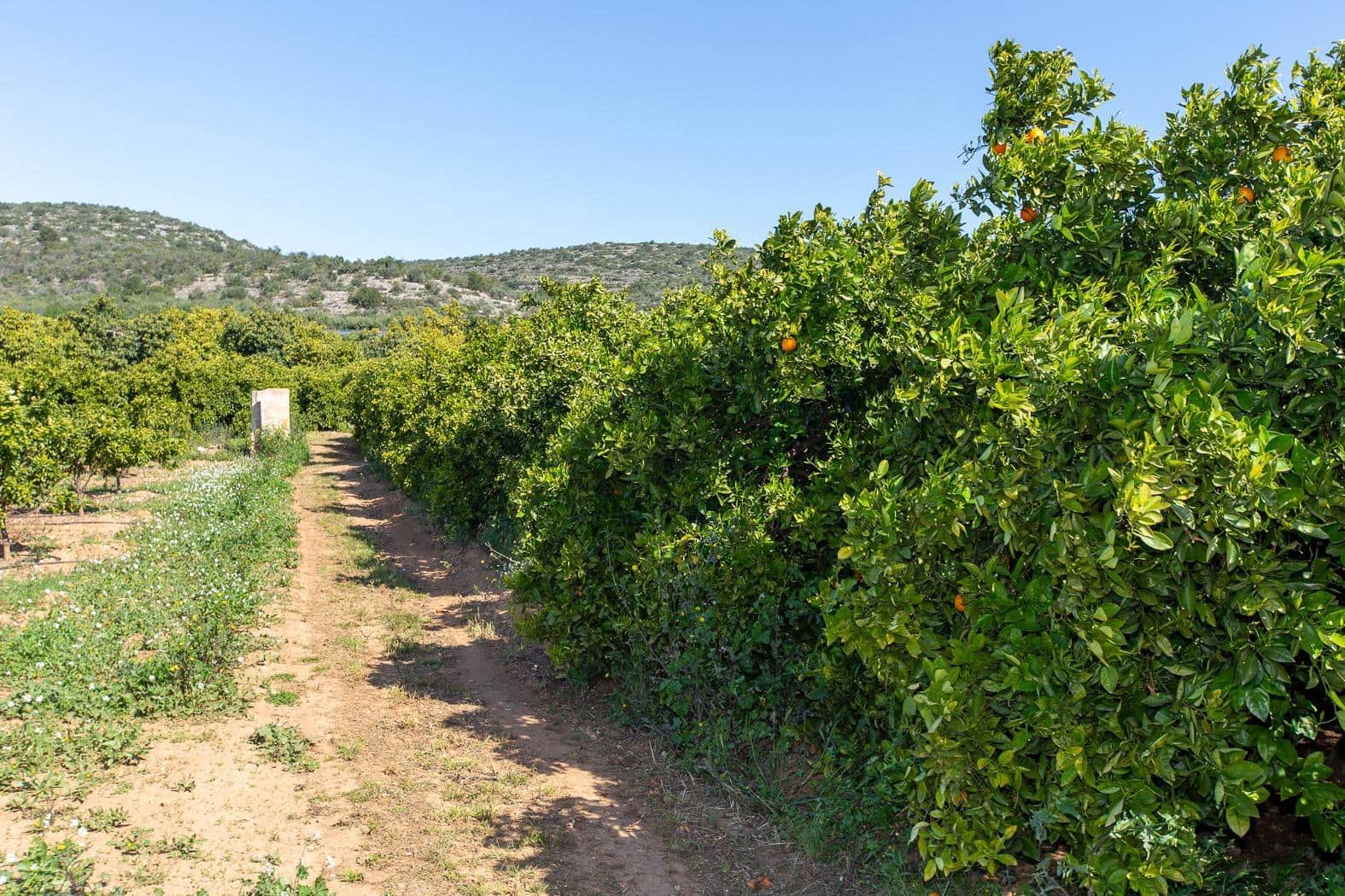 Grunde uden byggetilladelser til salg i Alcanar - € 147.500 (Ref: 8905469)