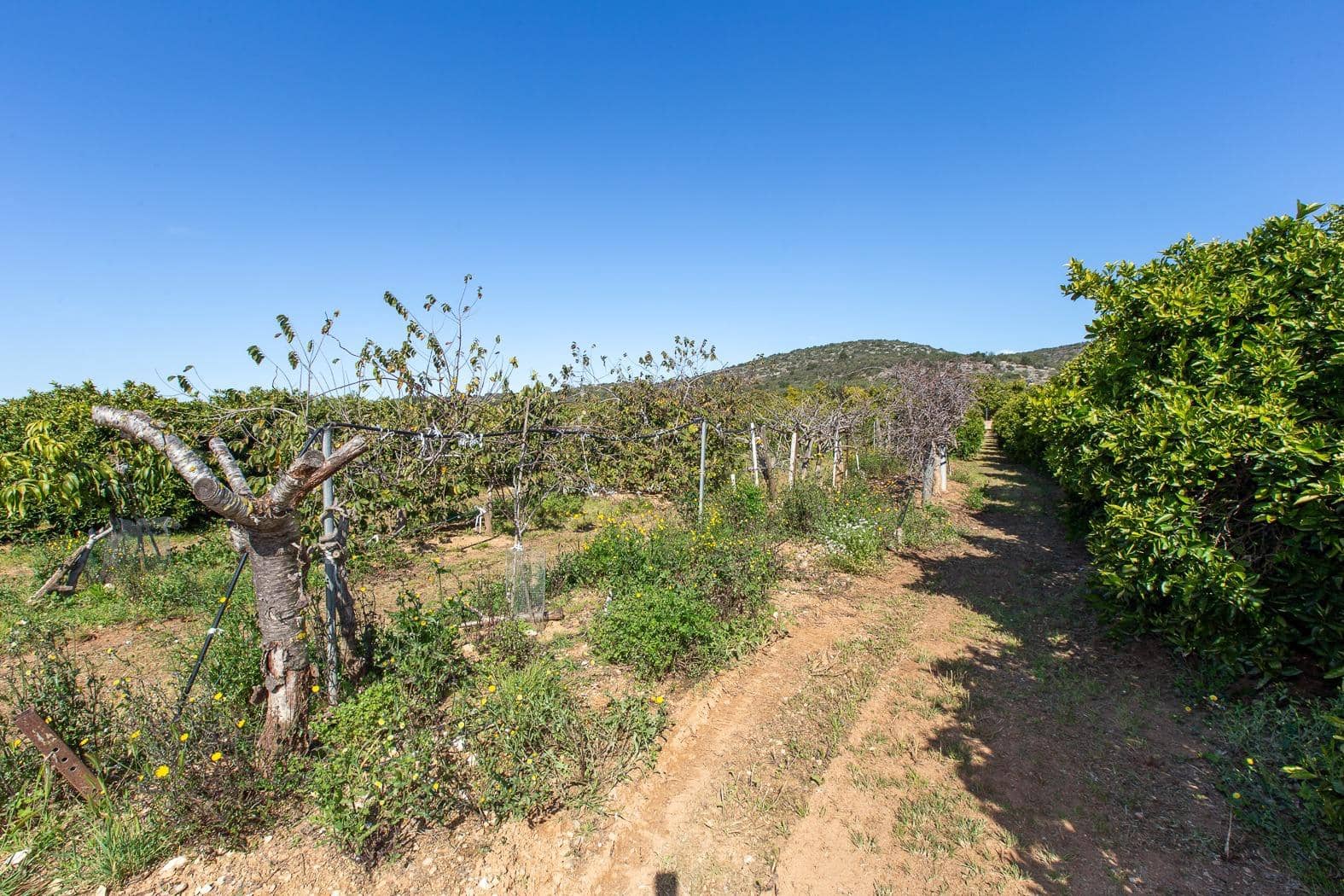 Grunde uden byggetilladelser til salg i Alcanar - € 147.500 (Ref: 8905469)