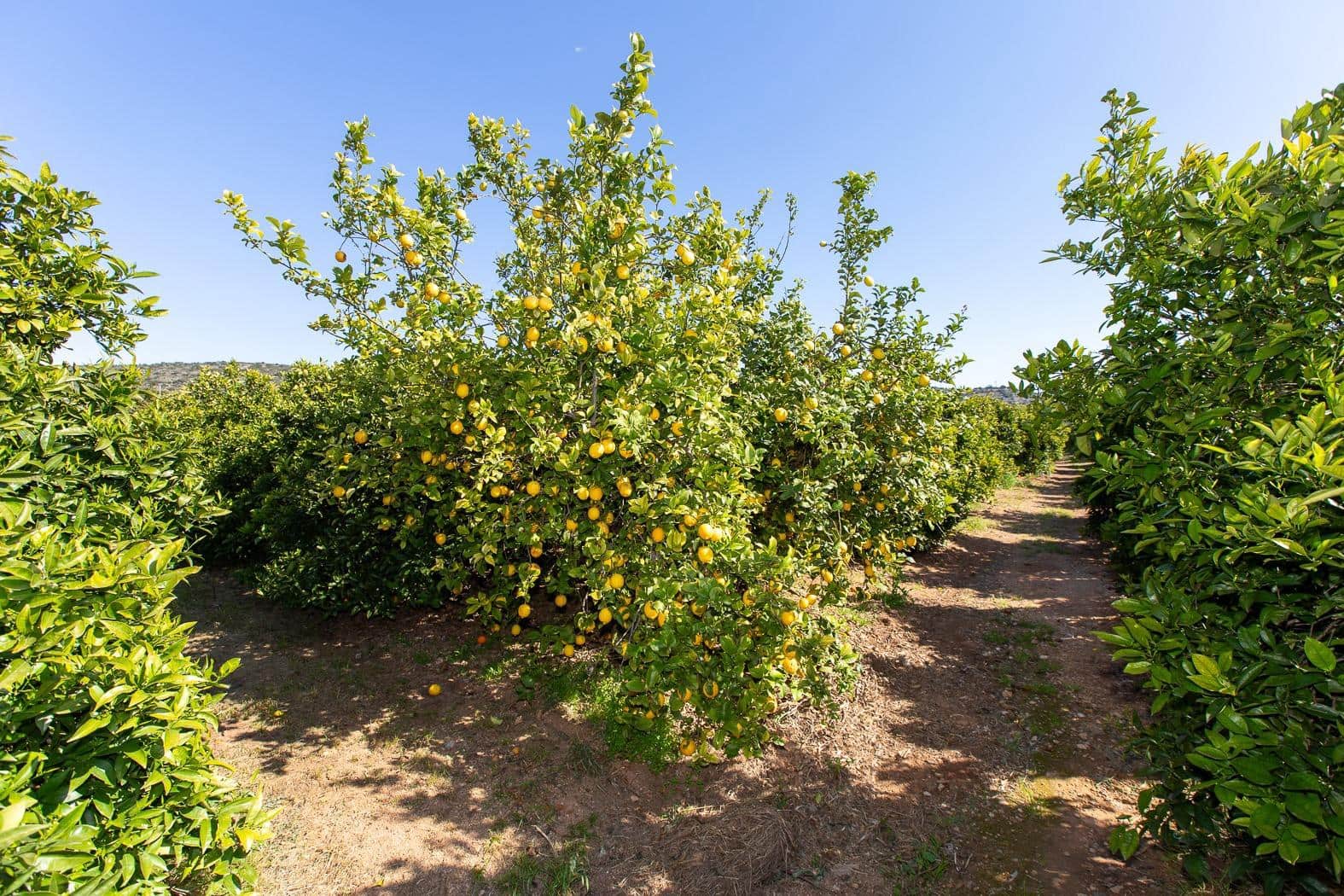 Grunde uden byggetilladelser til salg i Alcanar - € 147.500 (Ref: 8905469)