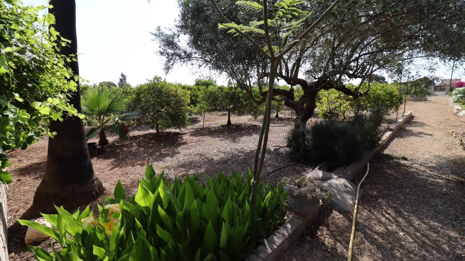 Grond te koop in Alcanar - € 165.000 (Ref: 9075070)