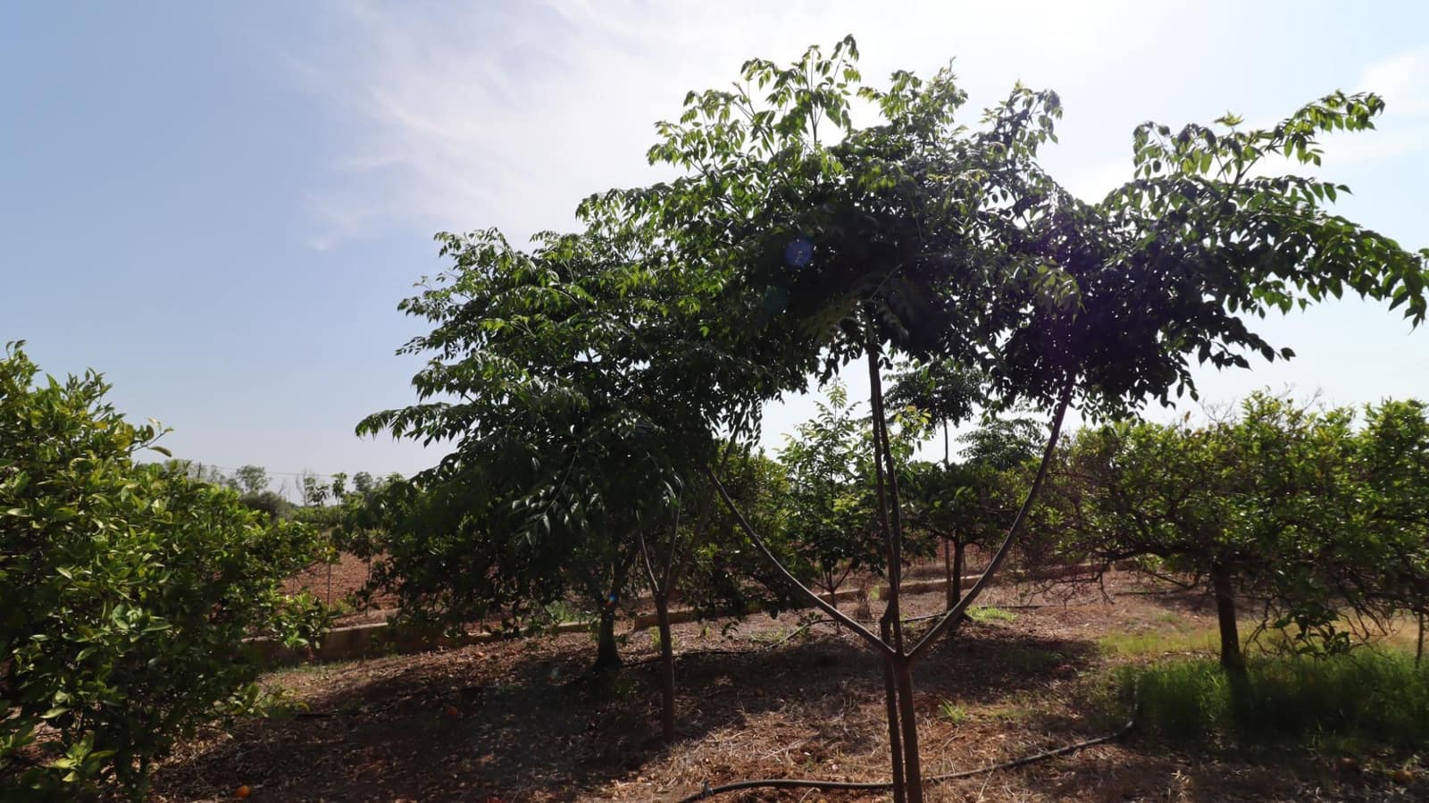 Grond te koop in Alcanar - € 165.000 (Ref: 9075070)