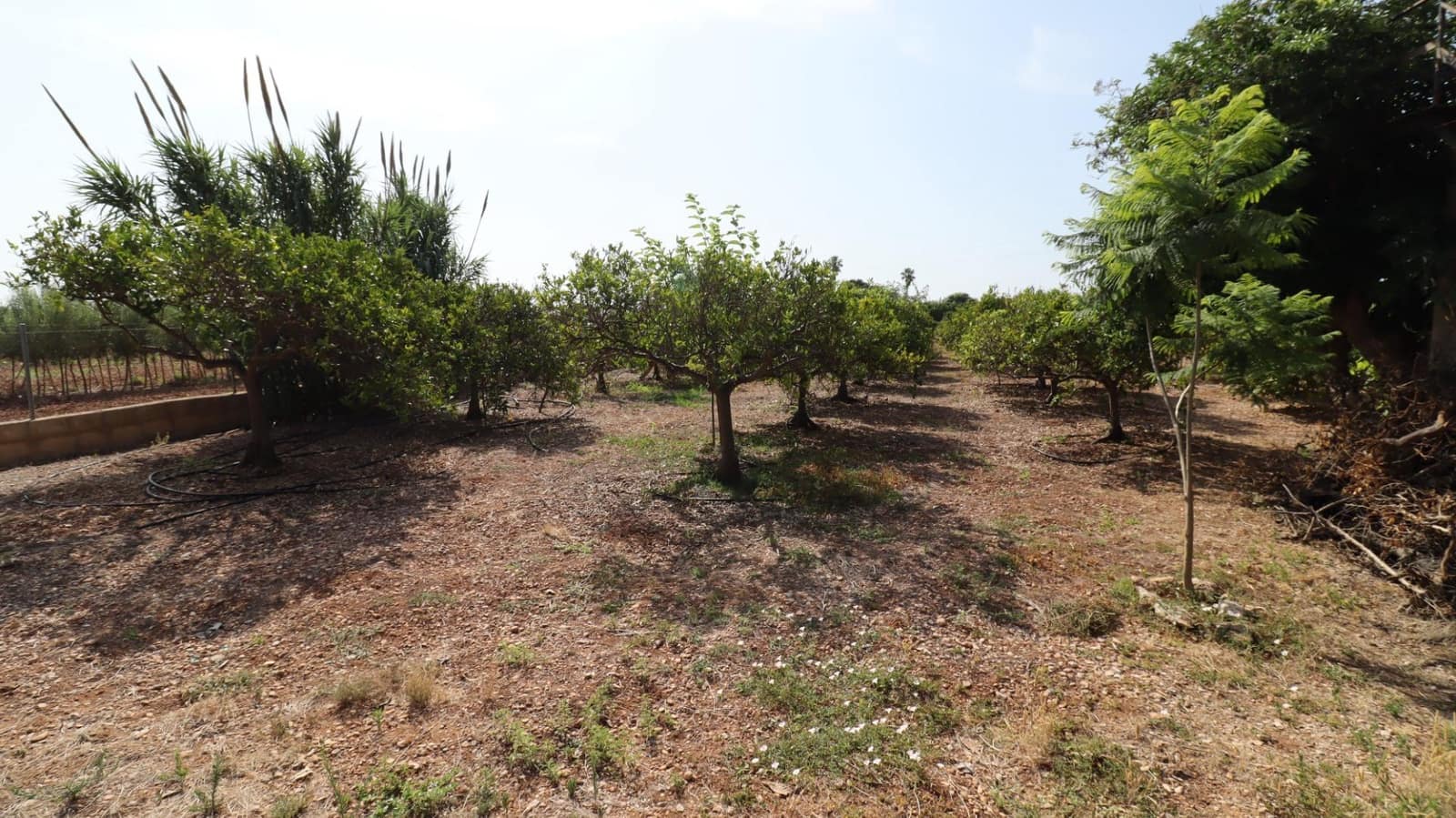 Grond te koop in Alcanar - € 165.000 (Ref: 9075070)