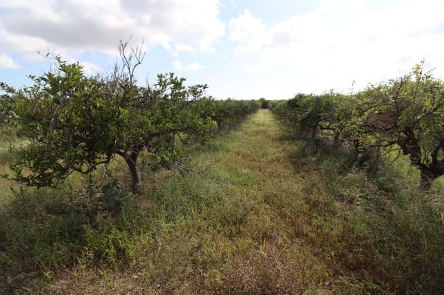 Grunde uden byggetilladelser til salg i Vinaròs - € 39.000 (Ref: 9317849)