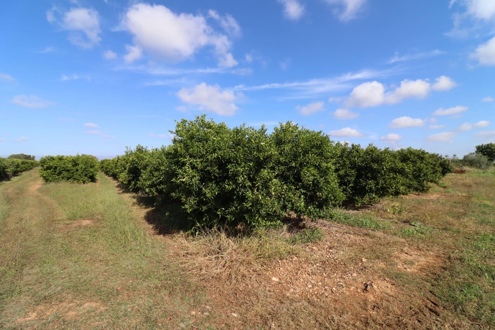 Grunde uden byggetilladelser til salg i Vinaros - € 27.000 (Ref: 9321898)