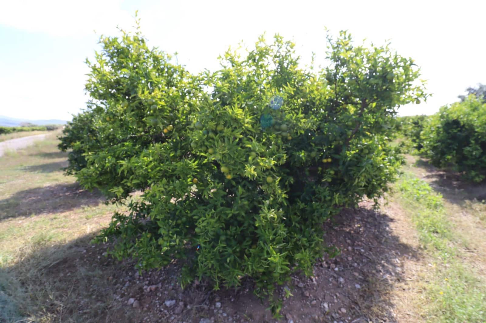 Grunde uden byggetilladelser til salg i Vinaros - € 27.000 (Ref: 9321898)