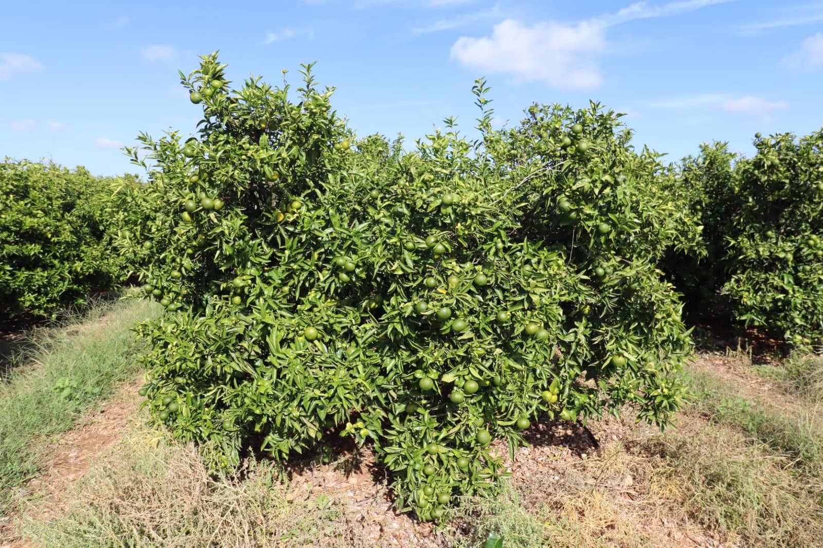 Grunde uden byggetilladelser til salg i Vinaros - € 27.000 (Ref: 9321898)