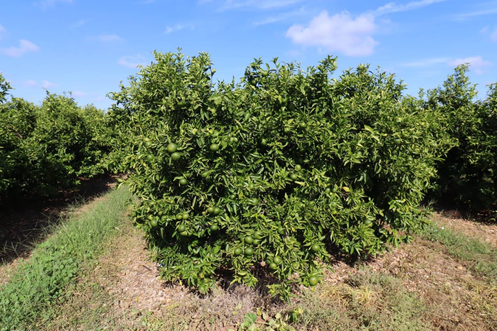 Grunde uden byggetilladelser til salg i Vinaros - € 27.000 (Ref: 9321898)