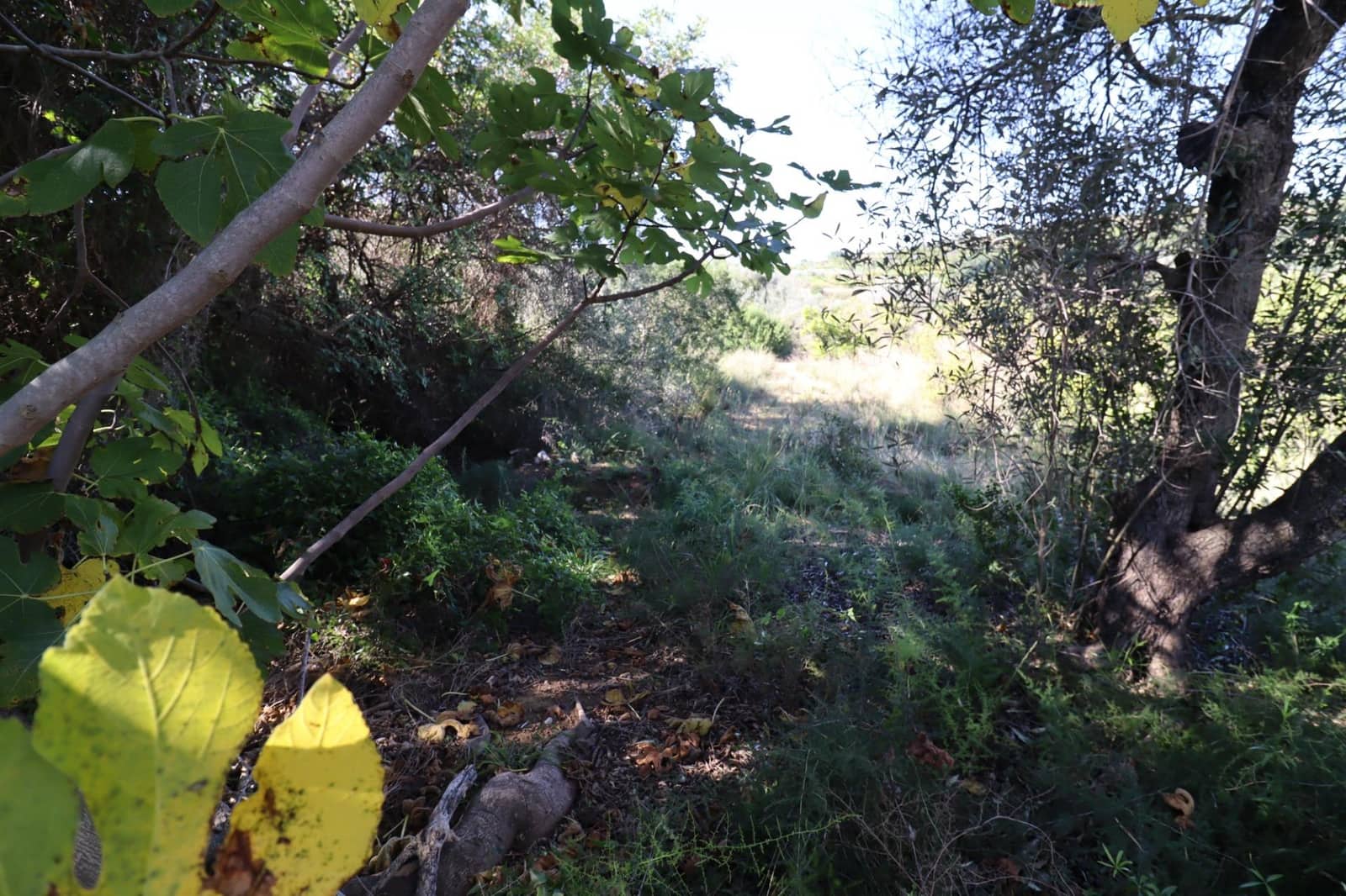 Rakentamaton maa myytävänä paikassa Ulldecona - 36 000 € (Ref: 9362633)