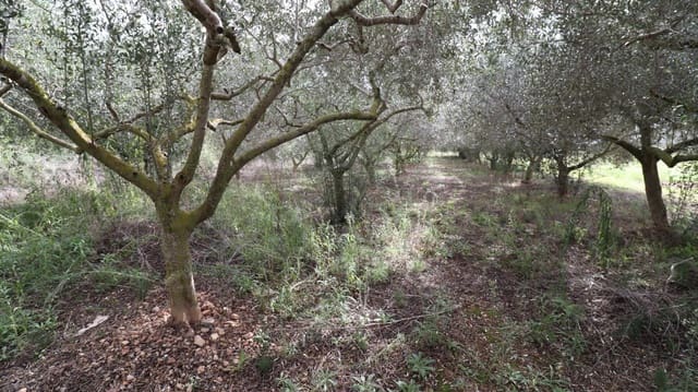 Undeveloped Land for sale in Alcanar - € 9,300 (Ref: 9407965)
