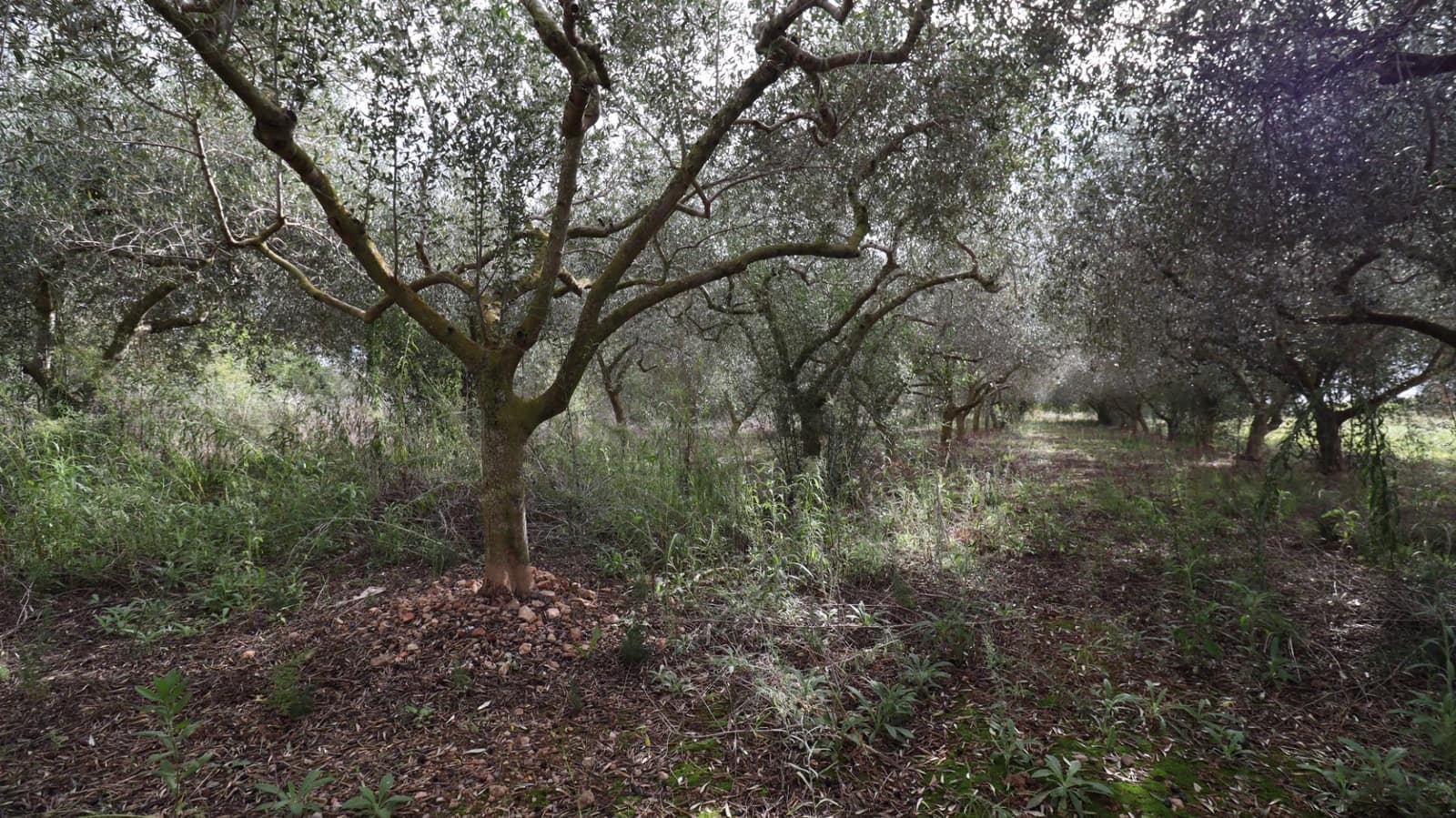 Grunde uden byggetilladelser til salg i Alcanar - € 9.300 (Ref: 9407965)