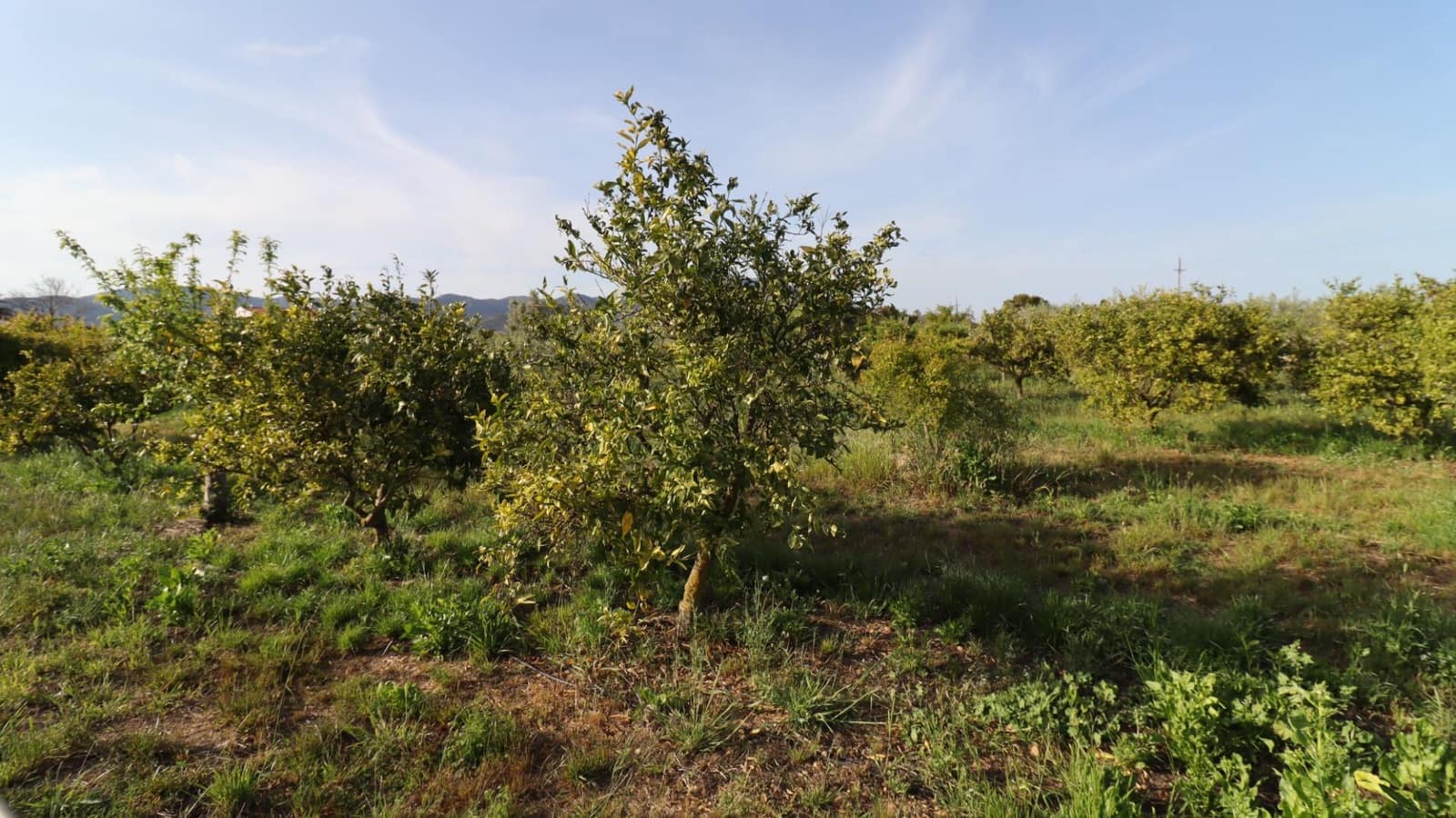 3 camera da letto Finca/Casa di Campagna in vendita in Les Cases d'Alcanar con piscina - 365.000 € (Rif: 9806478)