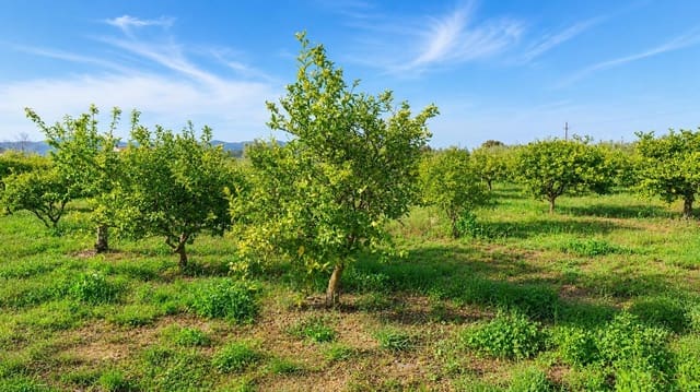 3 bedroom Finca/Country House for sale in Les Cases d'Alcanar, Alcanar with pool - € 365,000 (Ref: 9806478)