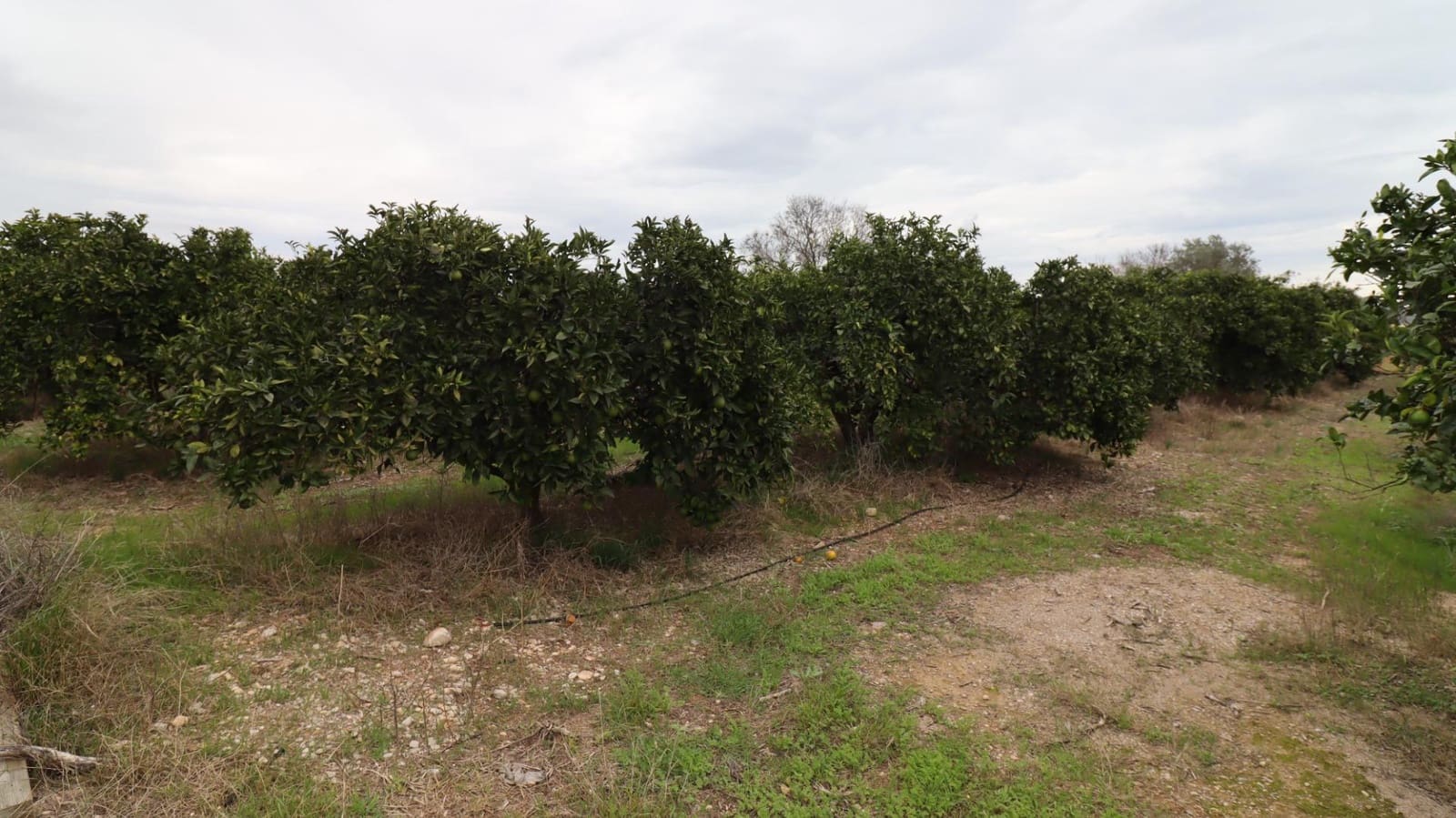 Grond te koop in Vinaros - € 50.000 (Ref: 9947919)